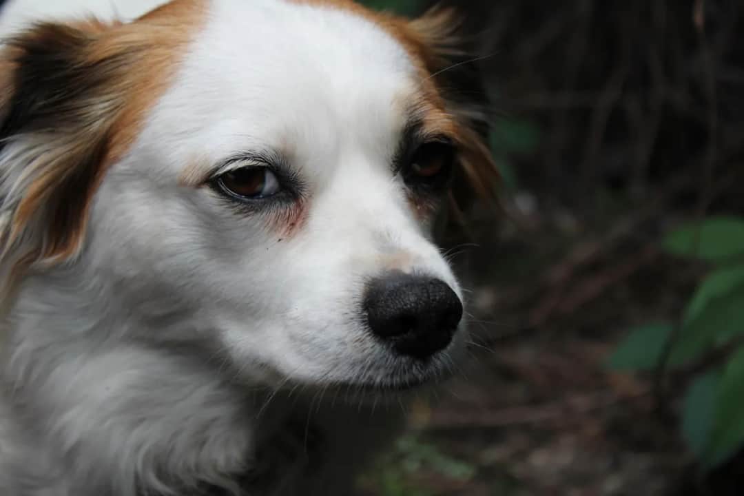 Kremacja zwierząt: Ceny, koszty i jak to zrobić godnie