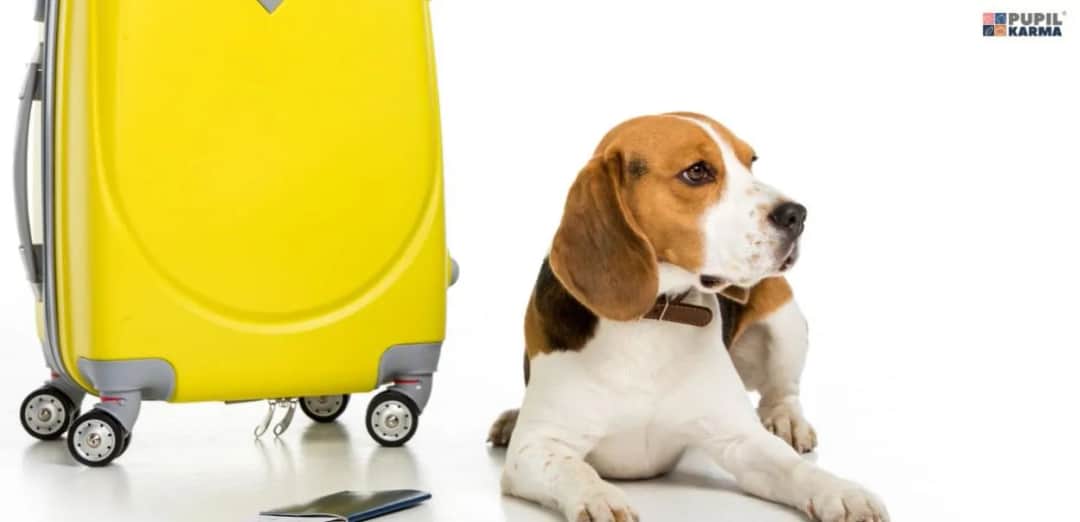 Paszport dla psa: jak wyrobić i podróżować po UE? (Przewodnik)