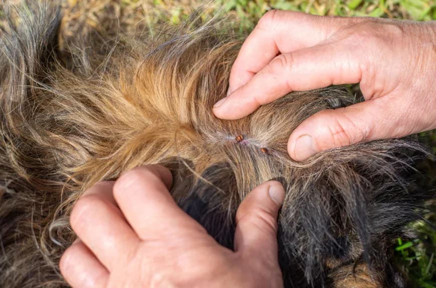 Doksycyklina na choroby odkleszczowe u psa: kiedy i jak stosować?