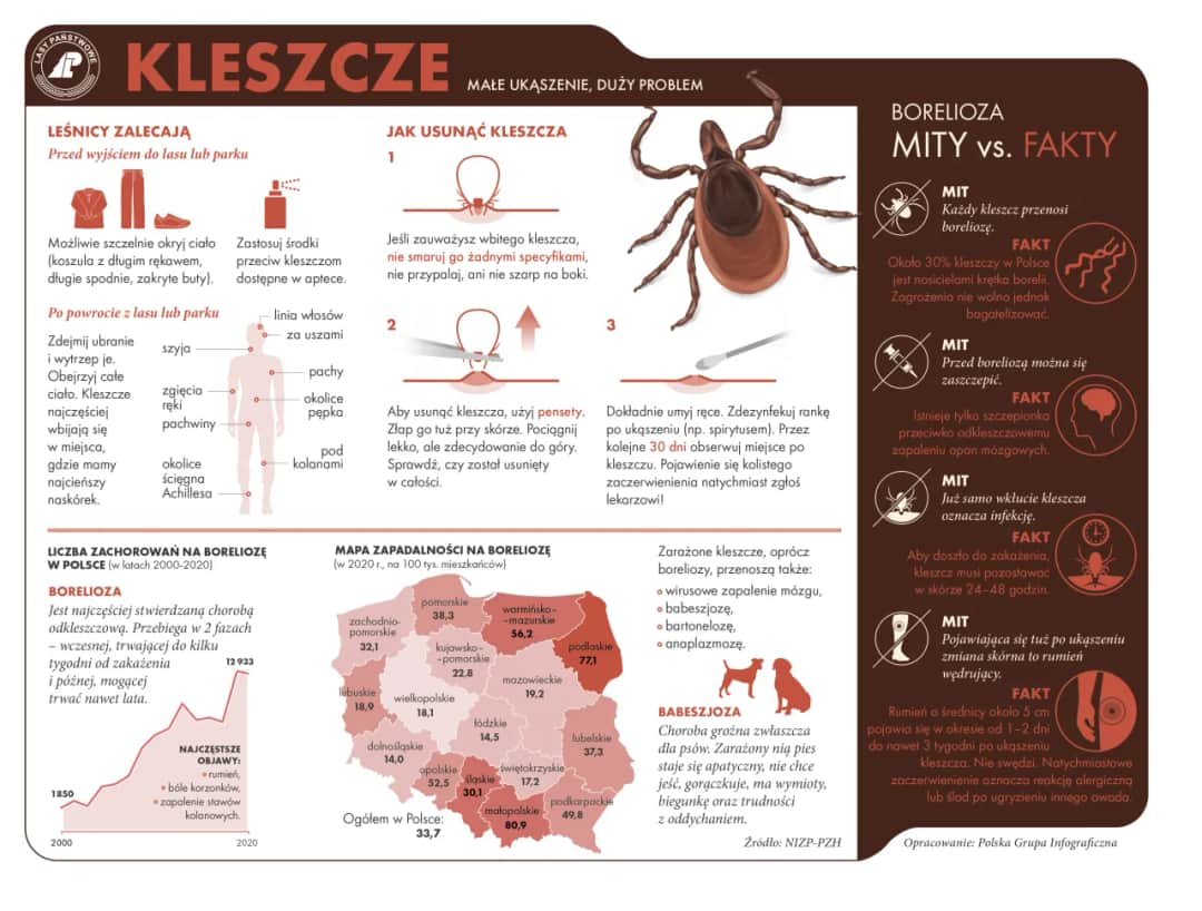 Jak rozpoznać kleszcza na skórze? Kluczowe cechy i różnice