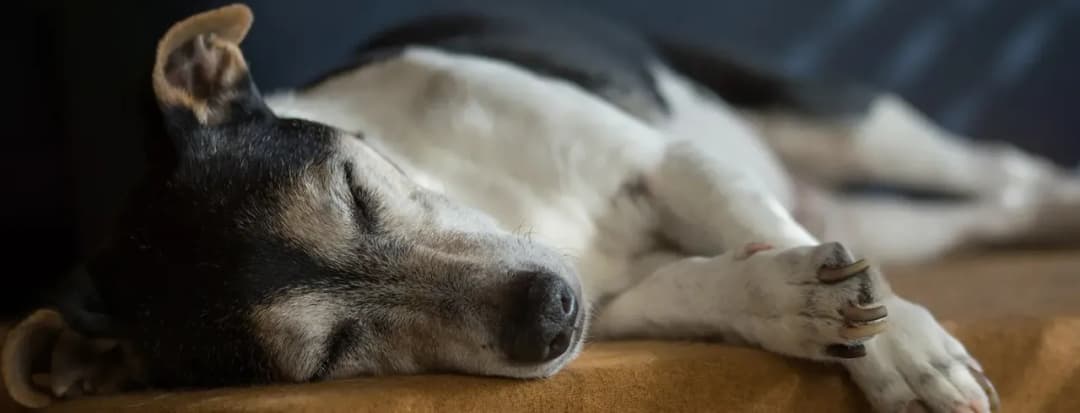 Eutanazja psa: Przebieg, koszty, pożegnanie i żałoba