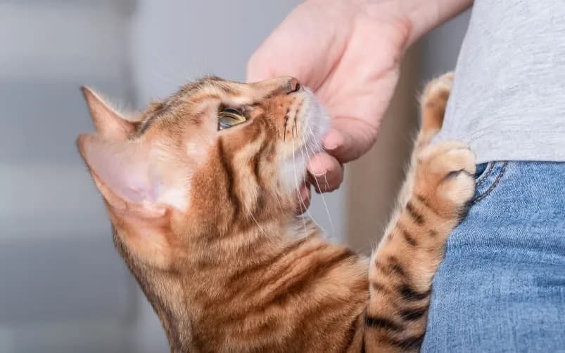 Ile trwa ruja u kotki? Objawy, fazy i jak sobie radzić