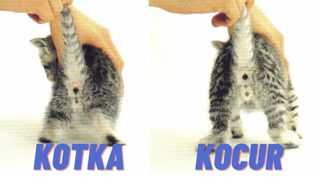 Kot czy kotka: Kluczowe różnice w charakterze, zdrowiu i kosztach