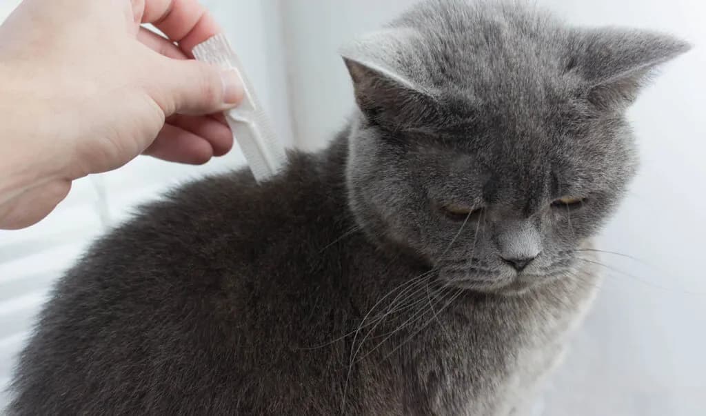 Jak zabezpieczyć kota przed kleszczami? Kompleksowy przewodnik