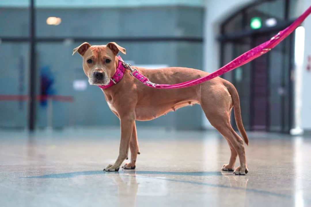 Jak oduczyć psa ciągnąć na smyczy? Szelki i kantarki - poradnik