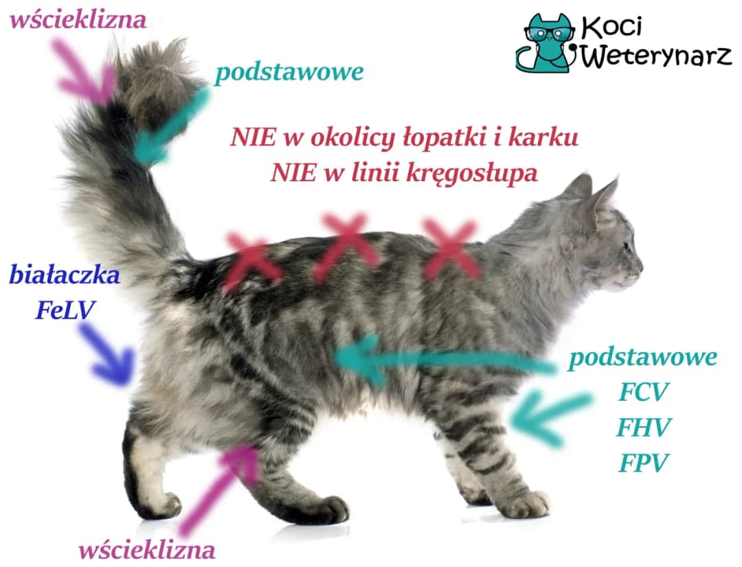 Kiedy zaszczepić kotka? Pełny harmonogram i porady