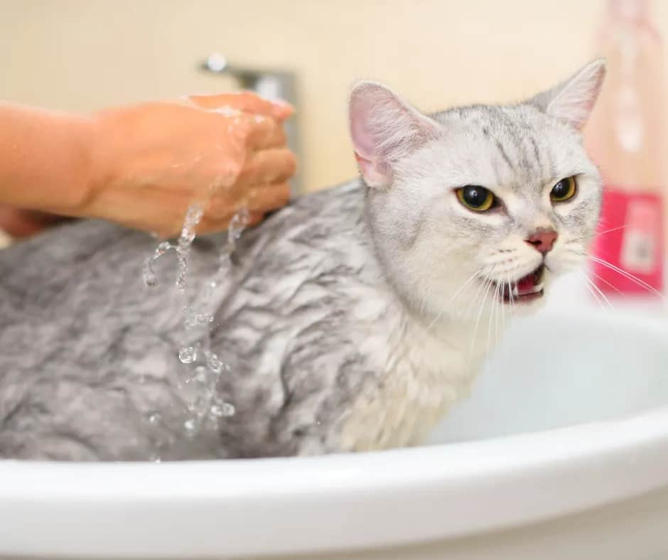 Kąpiel kota: kiedy i jak bezpiecznie to zrobić? Poradnik