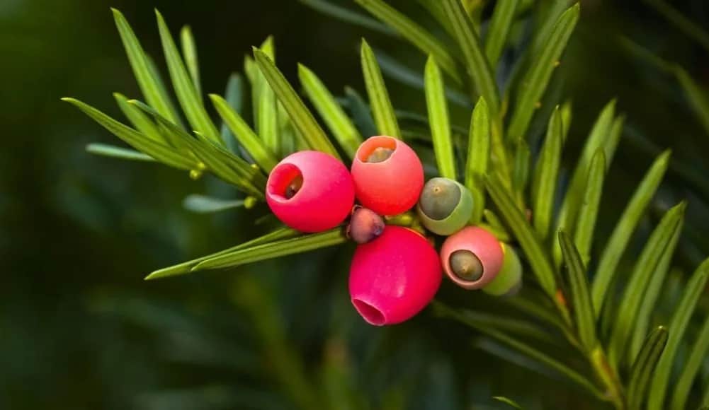 Cis trujący dla psa? Objawy, pierwsza pomoc i profilaktyka