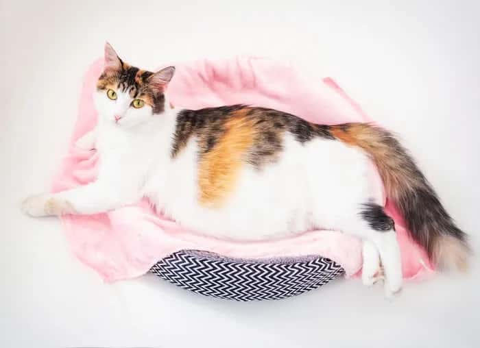 Jak rozpoznać ciążę u kotki? Objawy, diagnostyka i opieka