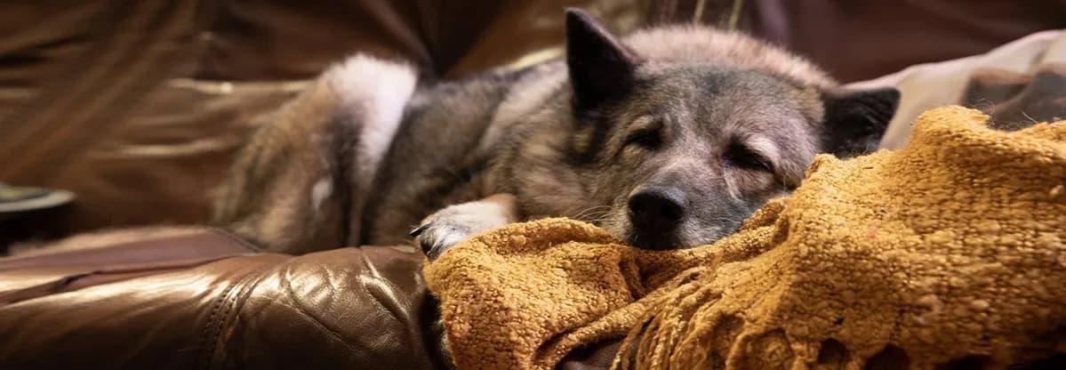 Eutanazja psa: Obowiązki weterynarza i Twoje kroki po stracie