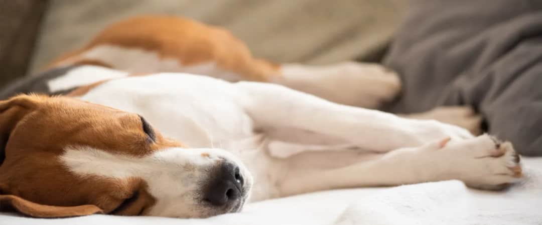 Eutanazja psa: kiedy jest humanitarna? Krok po kroku