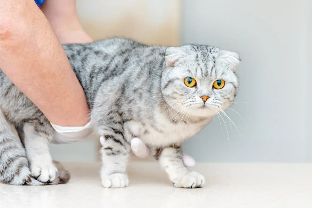 Ile razy kotka może zajść w ciążę? Fakty i zdrowie