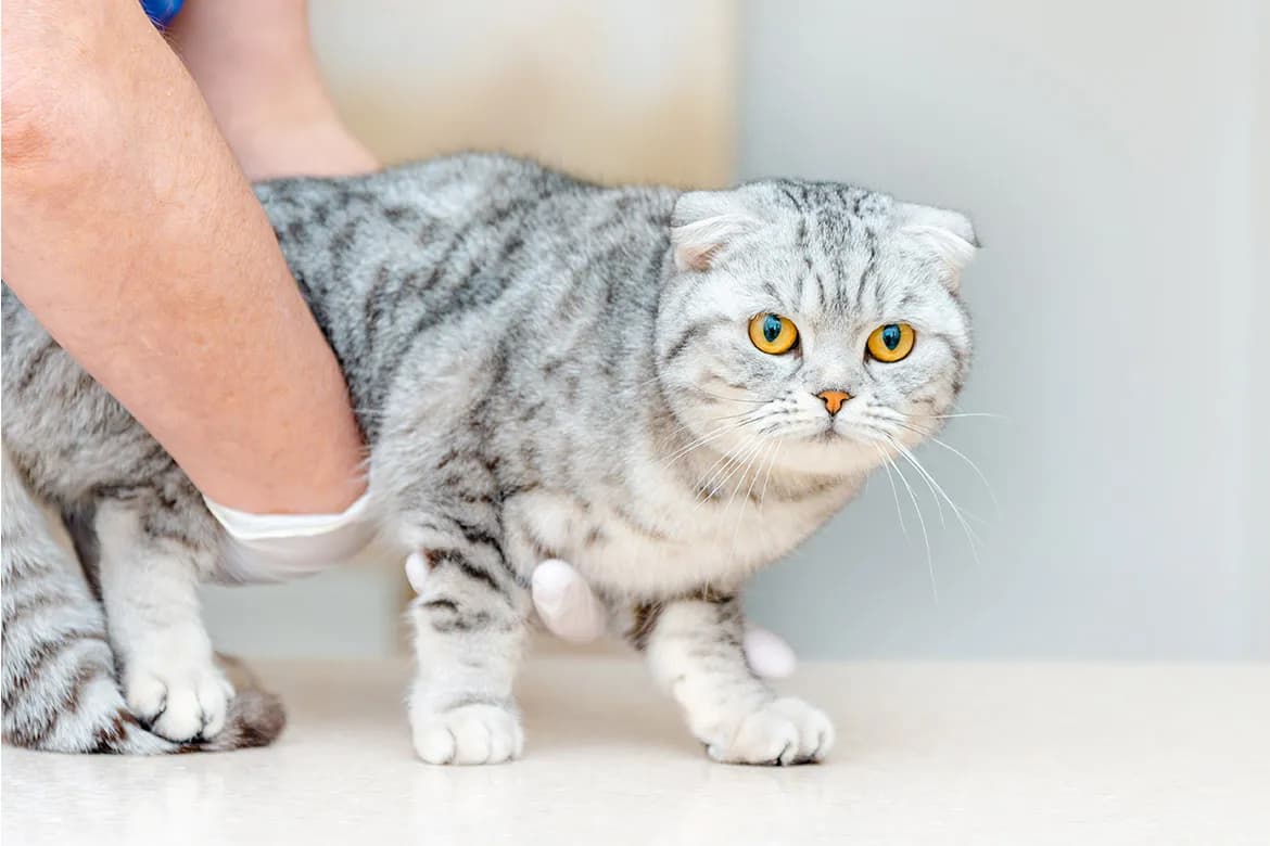 Ile razy kotka może zajść w ciążę? Fakty i zdrowie