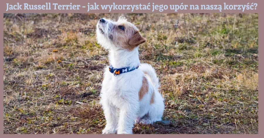 Jak wytresować Jack Russell Terriera? Praktyczny przewodnik krok po kroku