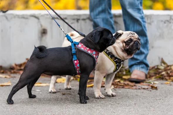 Jak dopasować szelki Trixie? Praktyczny poradnik krok po kroku
