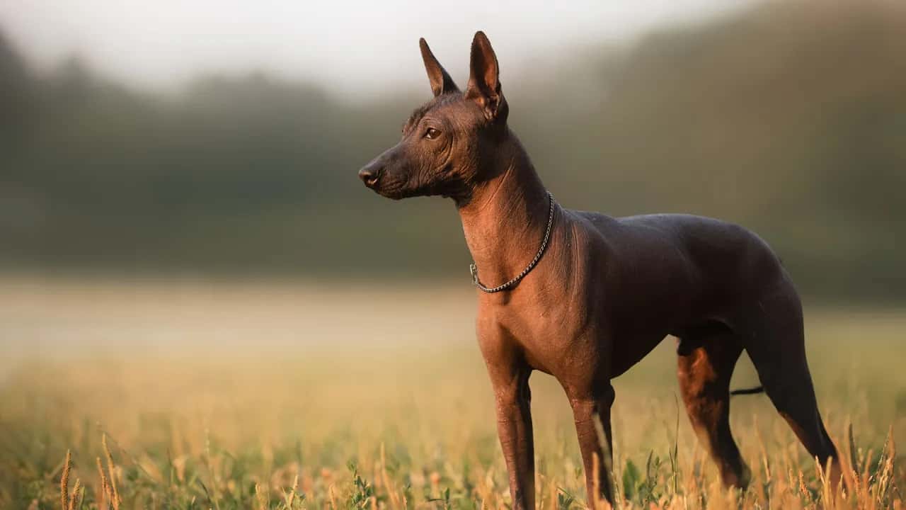 Psy dla alergików: Rasy, porady i jak uniknąć uczulenia
