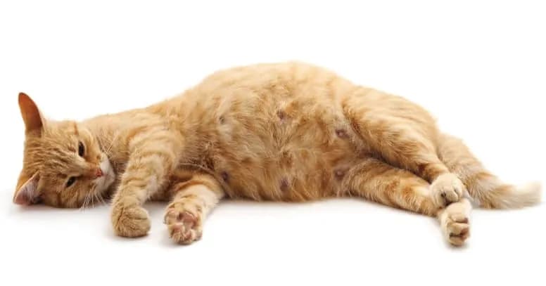 Jak sprawdzić, czy kotka jest w ciąży? Objawy i badania