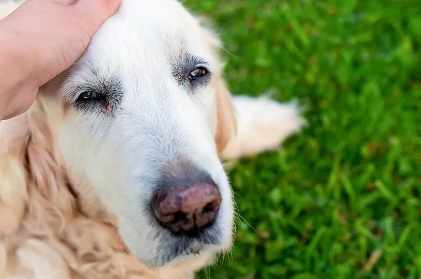 Eutanazja psa z powodu agresji: kiedy i jak? Prawo w Polsce