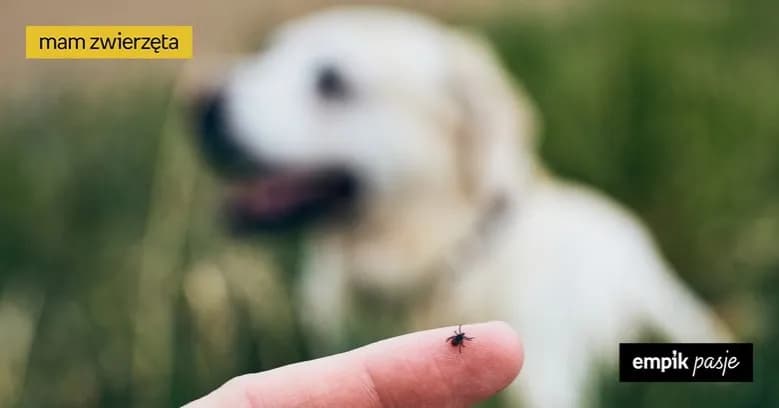 Ochrona psa przed kleszczami: metody, wybór i bezpieczeństwo
