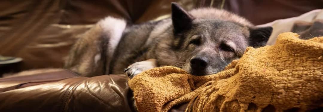 Eutanazja psa: Kiedy, jak przebiega i koszty wszystko, co musisz wiedzieć