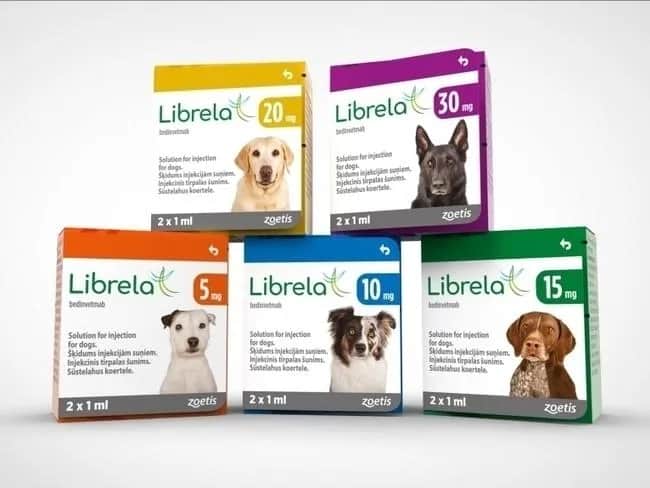 Librela dla psa: ulga w bólu stawów. Jak działa?