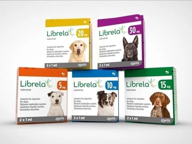 Librela dla psa: ulga w bólu stawów. Jak działa?