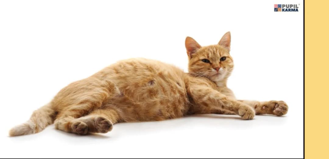 Ciąża u kotki: objawy, czas trwania, opieka i poród