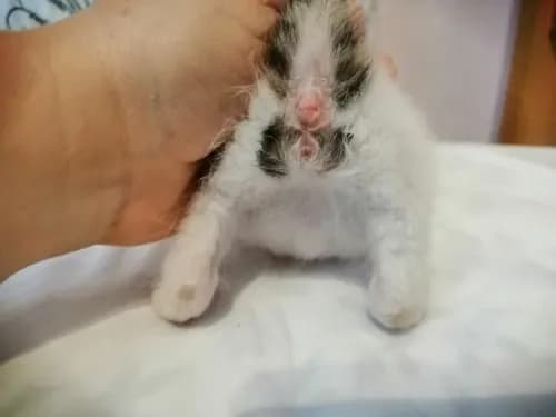 Znalazłeś kotki? Jak pomóc osieroconym kociętom krok po kroku