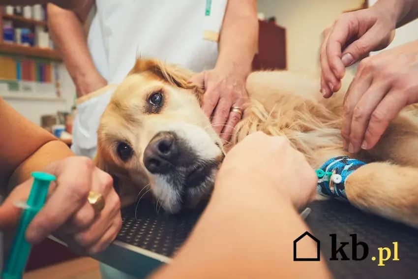 Ile kosztuje eutanazja psa? Pełny cennik i koszty pożegnania