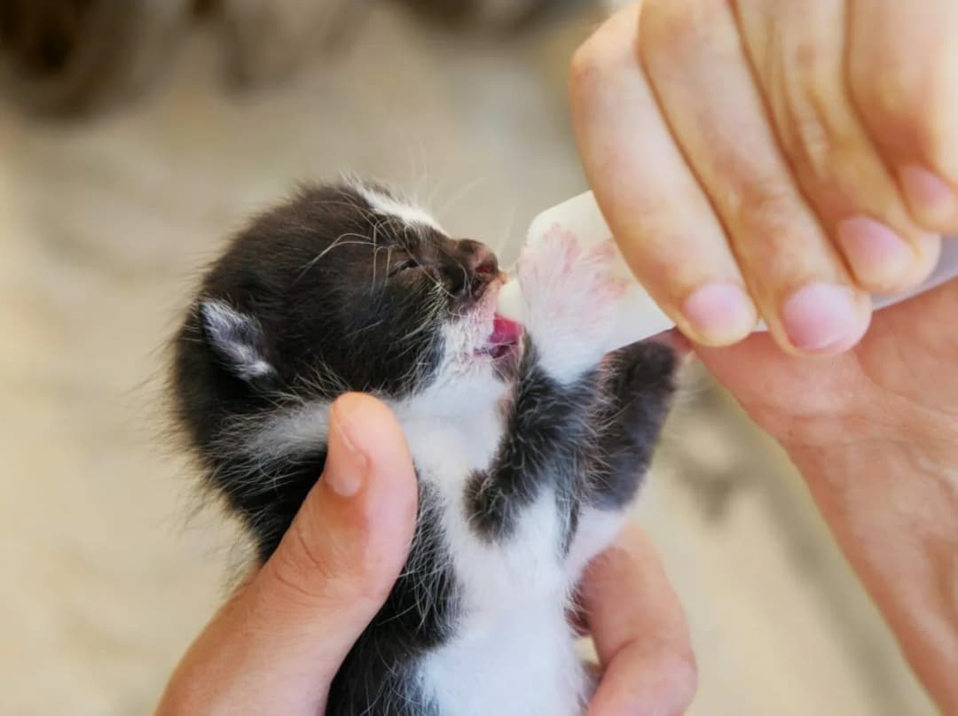 Jak karmić małego kotka? Praktyczny przewodnik krok po kroku