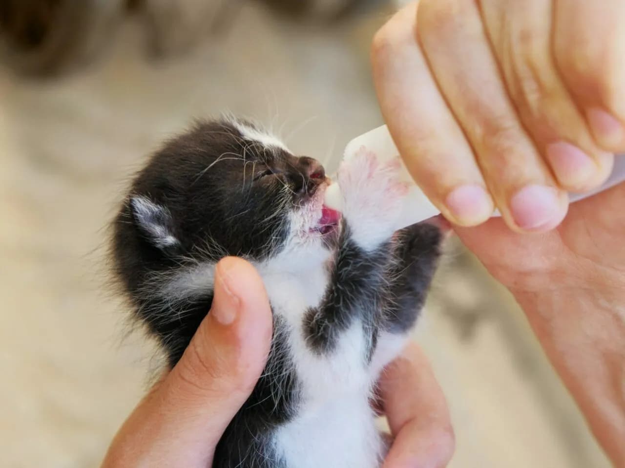 Jak karmić małego kotka? Praktyczny przewodnik krok po kroku