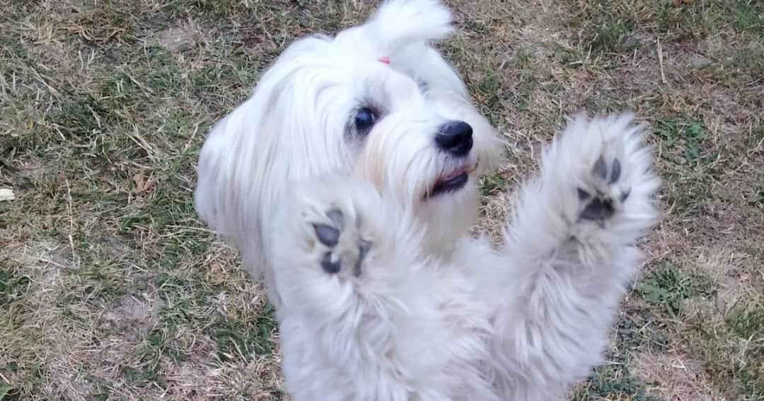 Jak tresować maltańczyka? Kompletny przewodnik krok po kroku