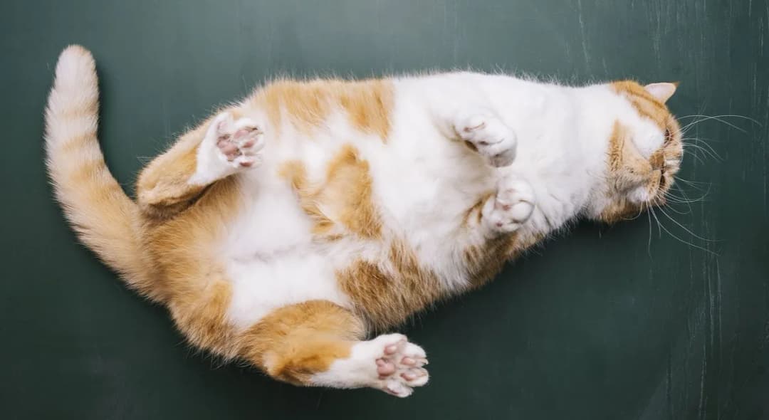 Ruja po kastracji kotki? Przyczyny, objawy i leczenie