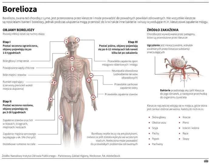 Ile kleszczy ma boreliozę? Fakty, ryzyko i jak się chronić