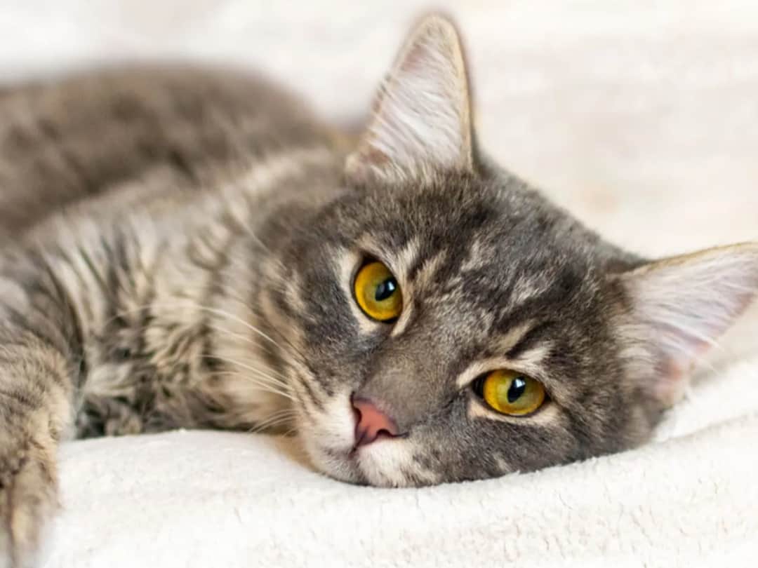 Ropomacicze u kotki: objawy, diagnoza i ratujące życie leczenie