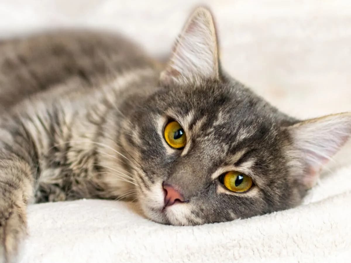 Ropomacicze u kotki: objawy, diagnoza i ratujące życie leczenie