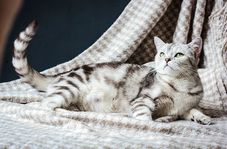 Karmiąca kotka w ciąży? Tak, to możliwe! Jak zapobiec?